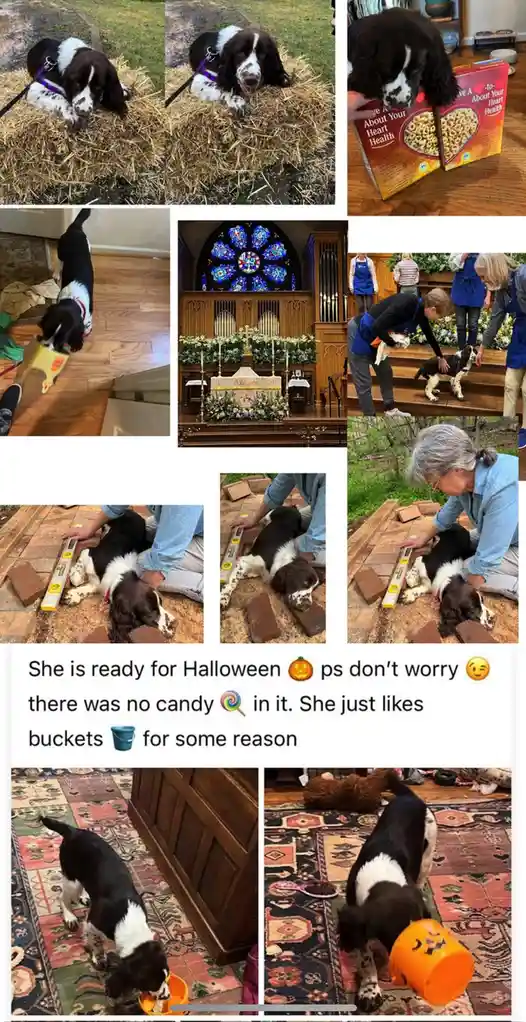 A collage of photos shows a black and white dog in various situations: lying on hay, holding a cereal box, wearing a…