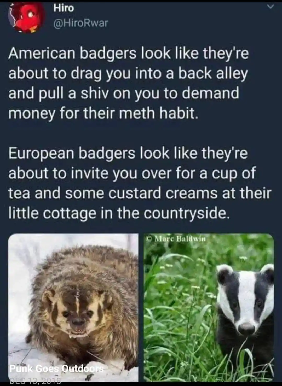 The image displays two side-by-side photos of badgers: the left shows a shaggy, menacing-looking American badger in snow…
