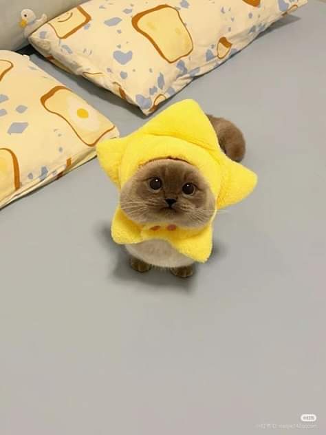 A fluffy brown cat wearing a yellow, star-shaped plush costume with a hood sits on a gray floor, looking directly at the…