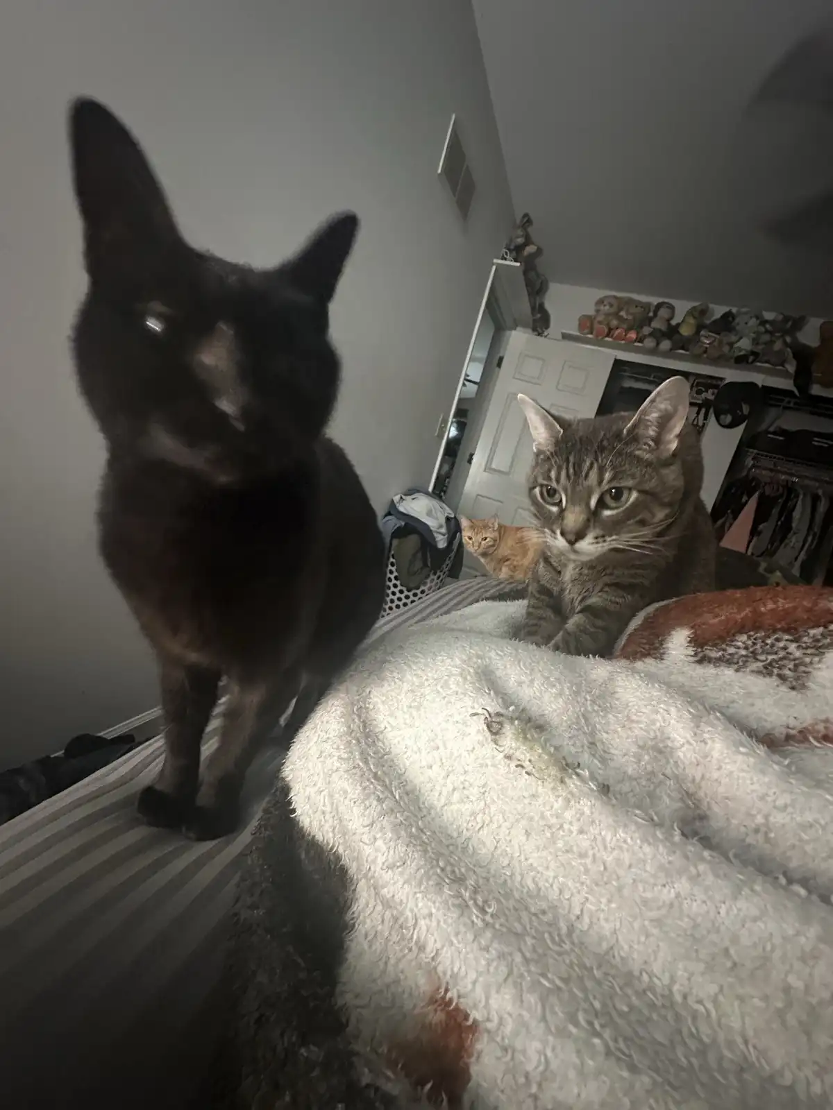 A low-angle photo shows three cats in a bedroom: a black cat in the foreground looking at the camera, a tabby cat sitting on…