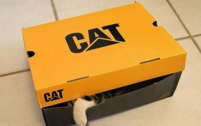 A cat's paw and part of its striped body are visible peeking out from inside a yellow and black cardboard box branded with…