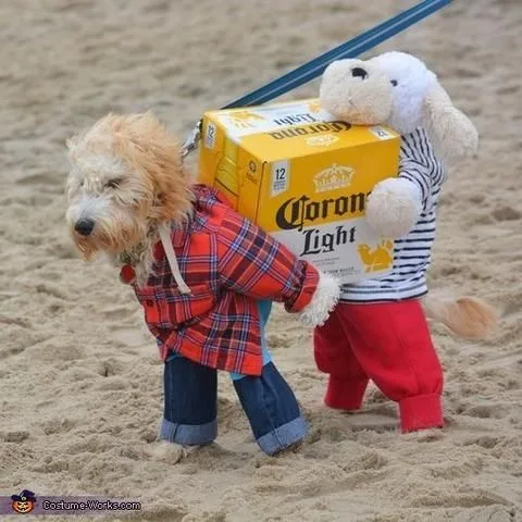 A small, fluffy dog wearing a red plaid shirt and blue jeans walks on a sandy beach, carrying a yellow box of Corona Light…