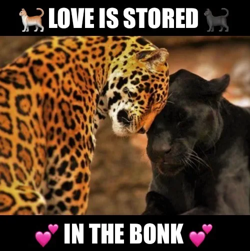 A spotted leopard nuzzles a black panther in a tender moment. White bold text at the top reads 'LOVE IS STORED' flanked by…