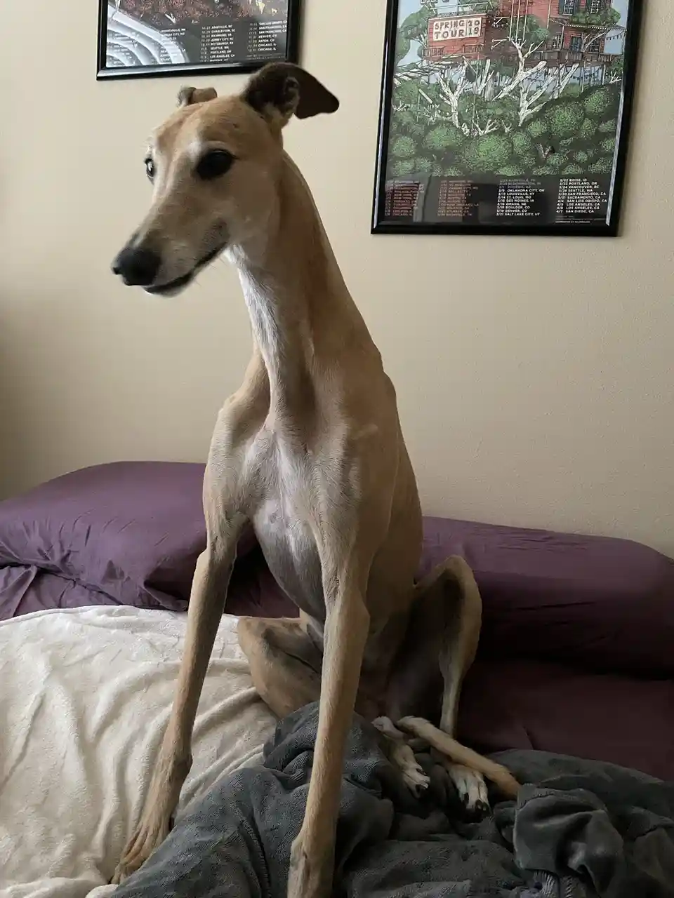 A slender, tan greyhound sits upright on a bed with purple pillows and a grey blanket, looking off to the side with a calm…