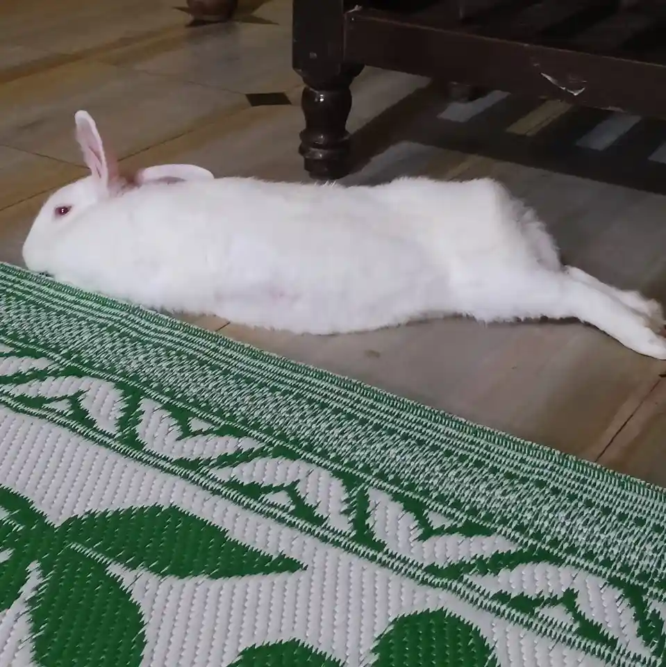 A white rabbit lies stretched out on a tiled floor next to a green and white patterned rug, appearing very relaxed. The…