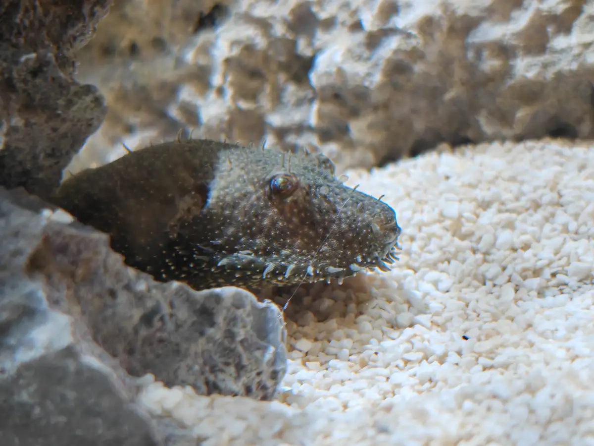 A close-up photo of a dark, spiky, textured fish with a single visible eye, peeking out from behind a rock in an aquarium…