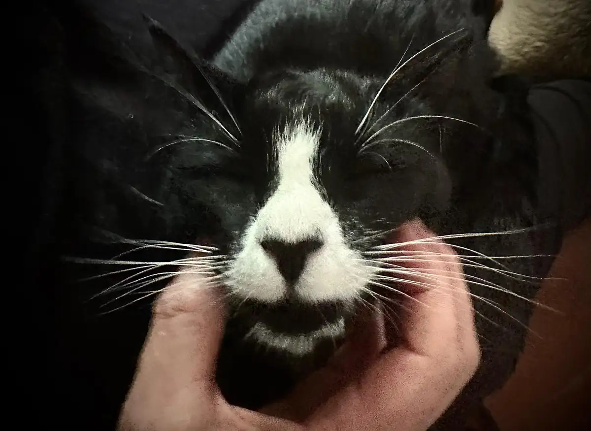 A close-up photo shows a black-and-white cat with its eyes closed, being gently cradled in a person's hands. The cat's face…