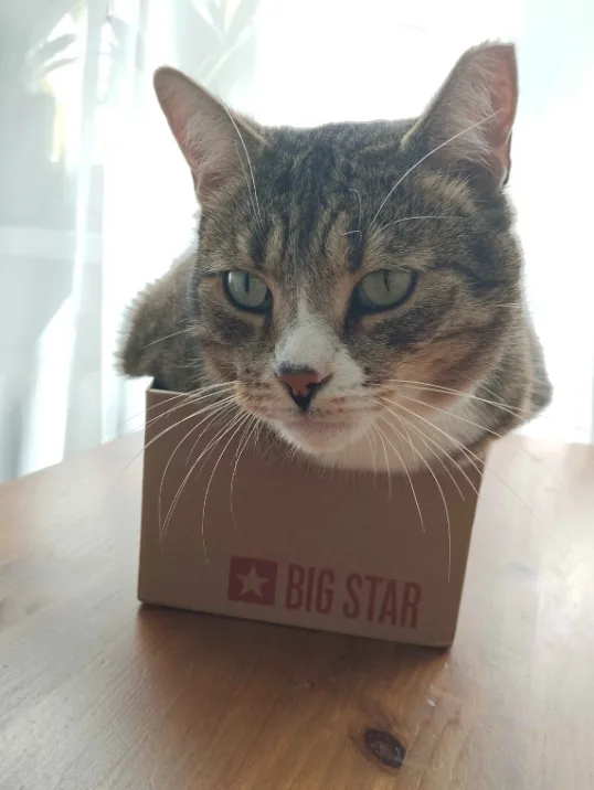 A tabby cat with green eyes and a white muzzle peers out from a small brown cardboard box that has the red text 'BIG STAR'…