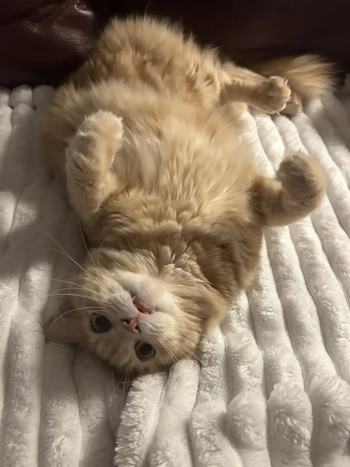 A fluffy orange and white cat lies on its back on a white textured blanket, paws up, looking directly at the camera with…