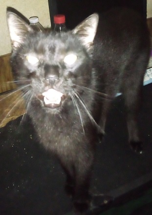 A black cat with glowing eyes and an open mouth showing teeth stares intensely at the camera in a dimly lit room. The cat…