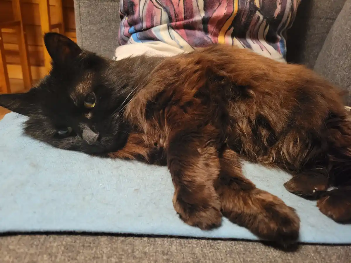 A fluffy, long-haired cat with dark brown and black fur is lying on its side on a light blue blanket, appearing very relaxed…