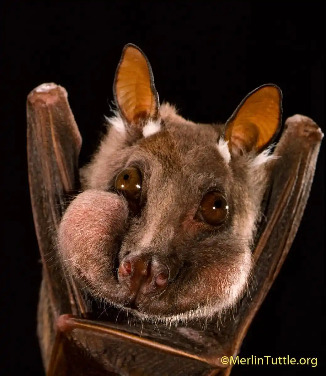 A close-up photograph of a bat with large, expressive brown eyes, prominent ears, and a furry face against a black…