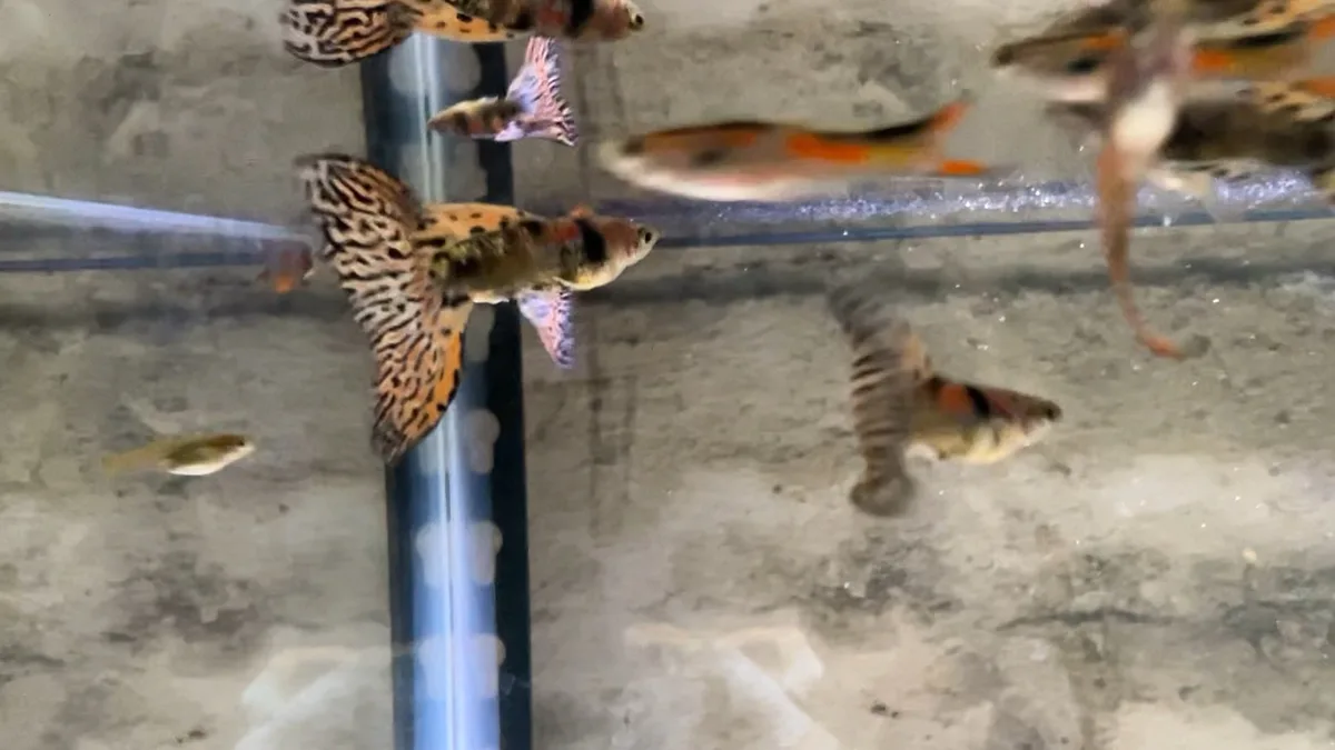 A blurry photo of several colorful guppies swimming in an aquarium with visible glass walls and reflections. One guppy with…