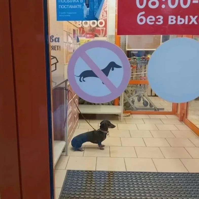 A black dachshund stands on a leash inside a store, looking out through a glass door. A large circular 'no dachshunds…