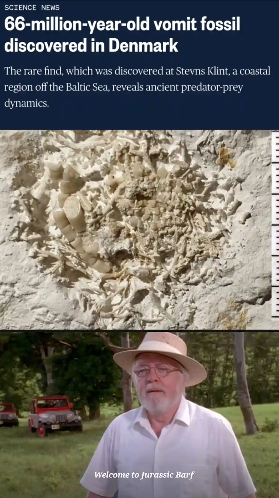 The image displays a news headline about a 66-million-year-old vomit fossil found in Denmark, showing a rock embedded with…