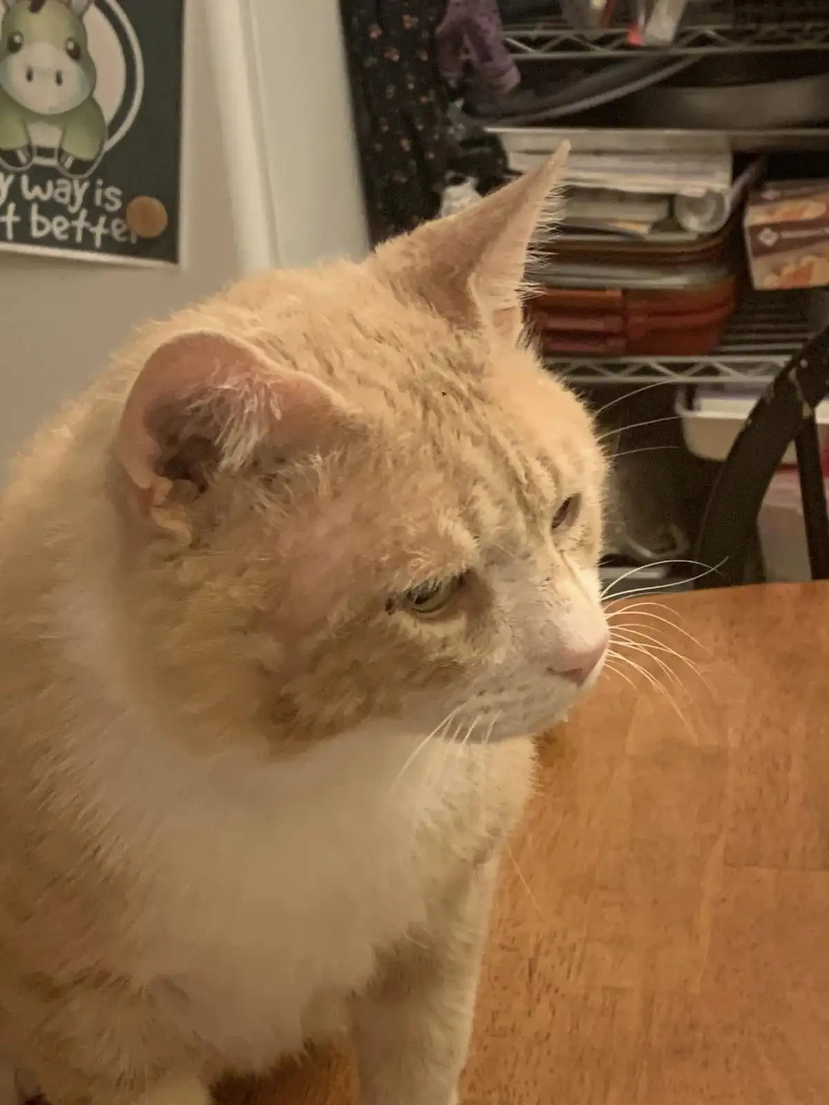 A close-up photo of a light orange and white cat sitting on a wooden surface, looking off to the side with a bored or…