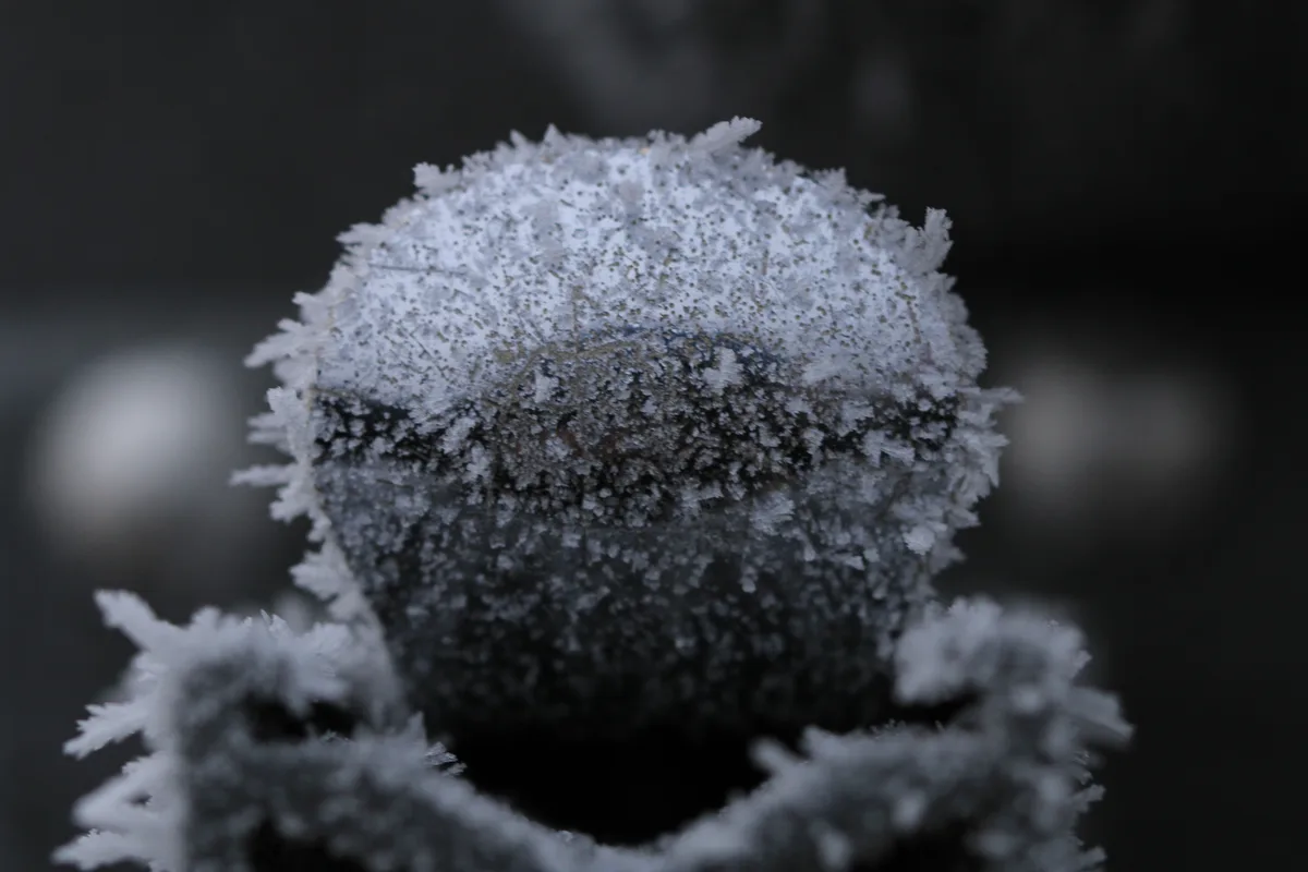 A close-up photograph shows a dark, rounded object, likely a plant stem or twig, completely covered in intricate, feathery…