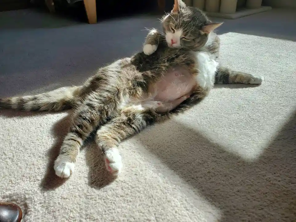 A tabby and white cat lies on its back on a carpeted floor, belly exposed and paws raised, appearing to be sleeping or…