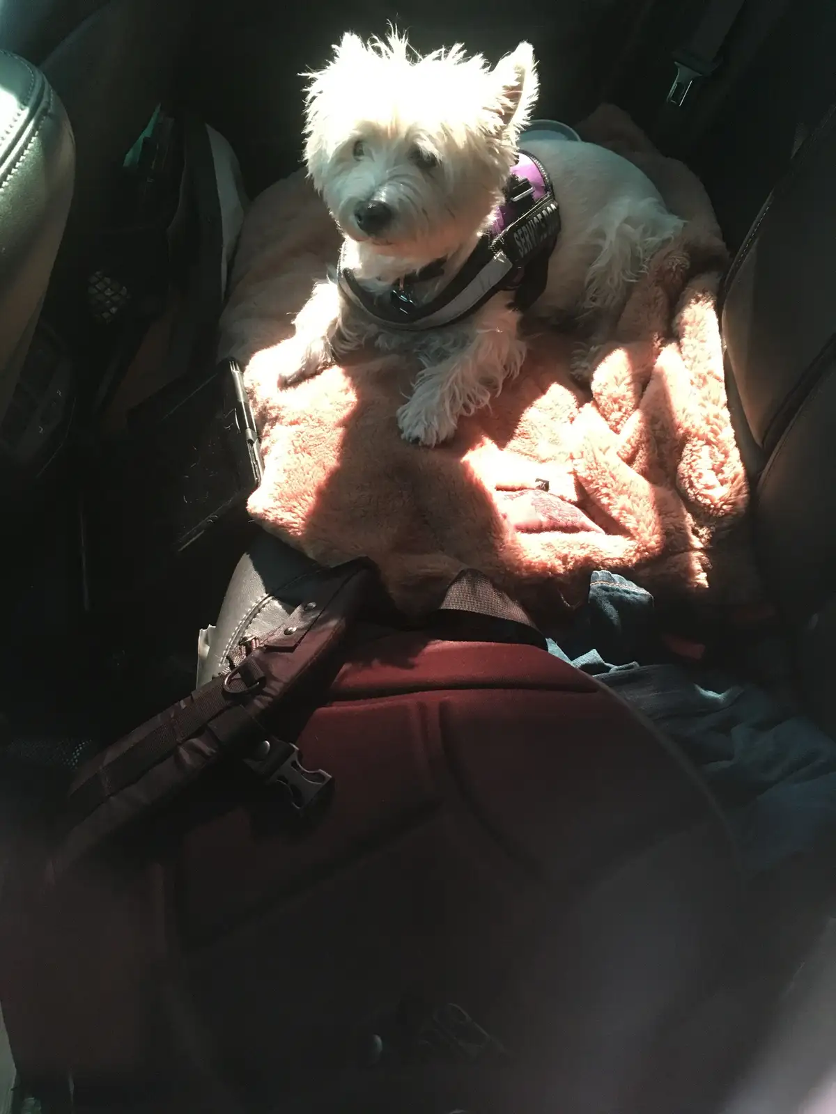 This adorable Westie, my little best friend, celebrates LB every single day!