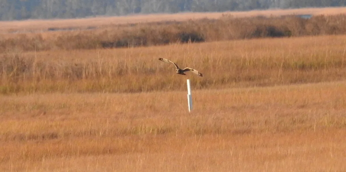 A bird, likely a hawk or owl, is captured mid-flight over a vast field of dry, golden-brown grass. It is flying directly…