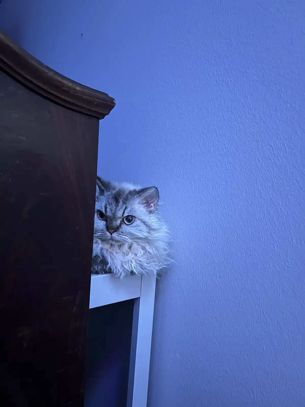 A fluffy, long-haired silver tabby cat peeks out from behind a dark wooden piece of furniture, its wide blue eyes staring…