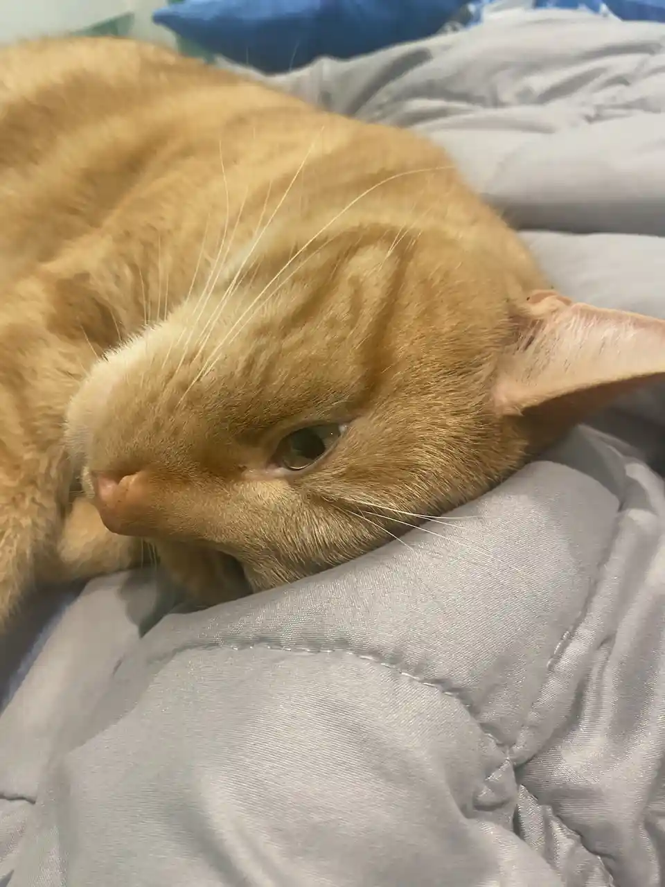 A close-up photo of a ginger cat resting on a gray comforter with its eyes half-closed, looking sleepy and unbothered. The…