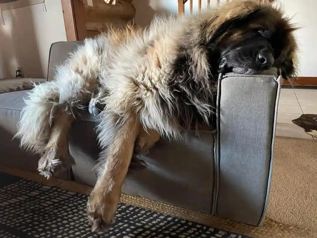 a large, fluffy dog with long, shaggy fur is sprawled across the arm of a gray couch, its head resting on the armrest and…
