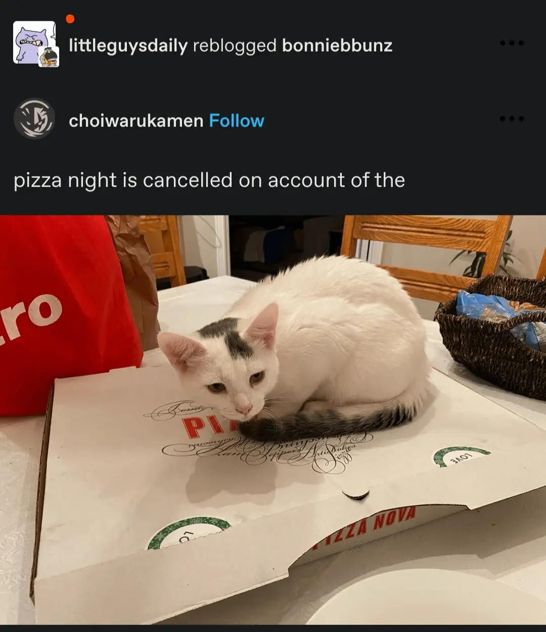 A white cat with black markings is sitting on an open pizza box labeled 'PIZZA NOVA'. The cat is looking down at the box…