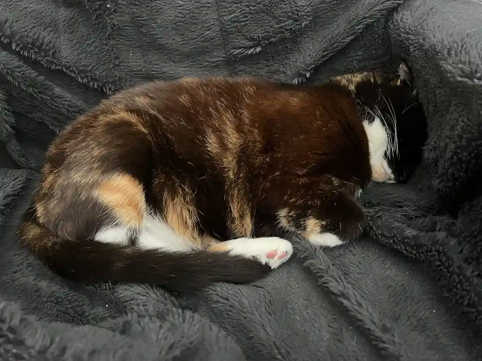 A calico cat with black, brown, and white fur is curled up and sleeping soundly on a dark gray, fluffy blanket. Its head is…