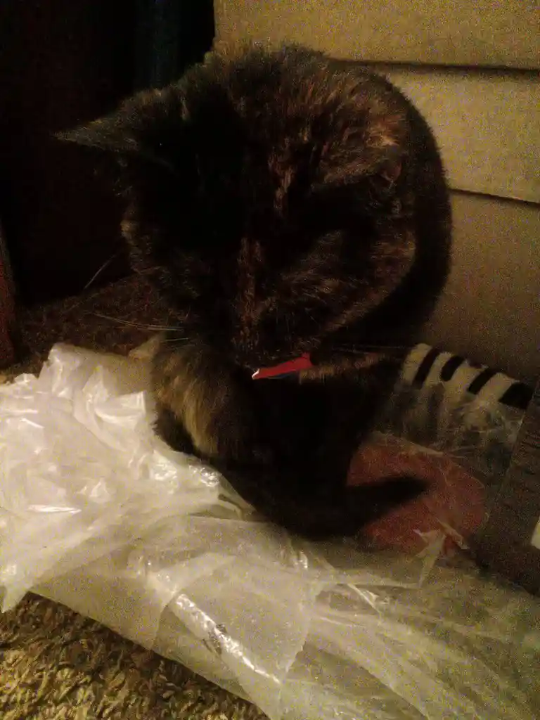 A dark tabby cat with a red collar is hunched over a pile of crumpled plastic packaging on a carpeted floor, appearing to be…