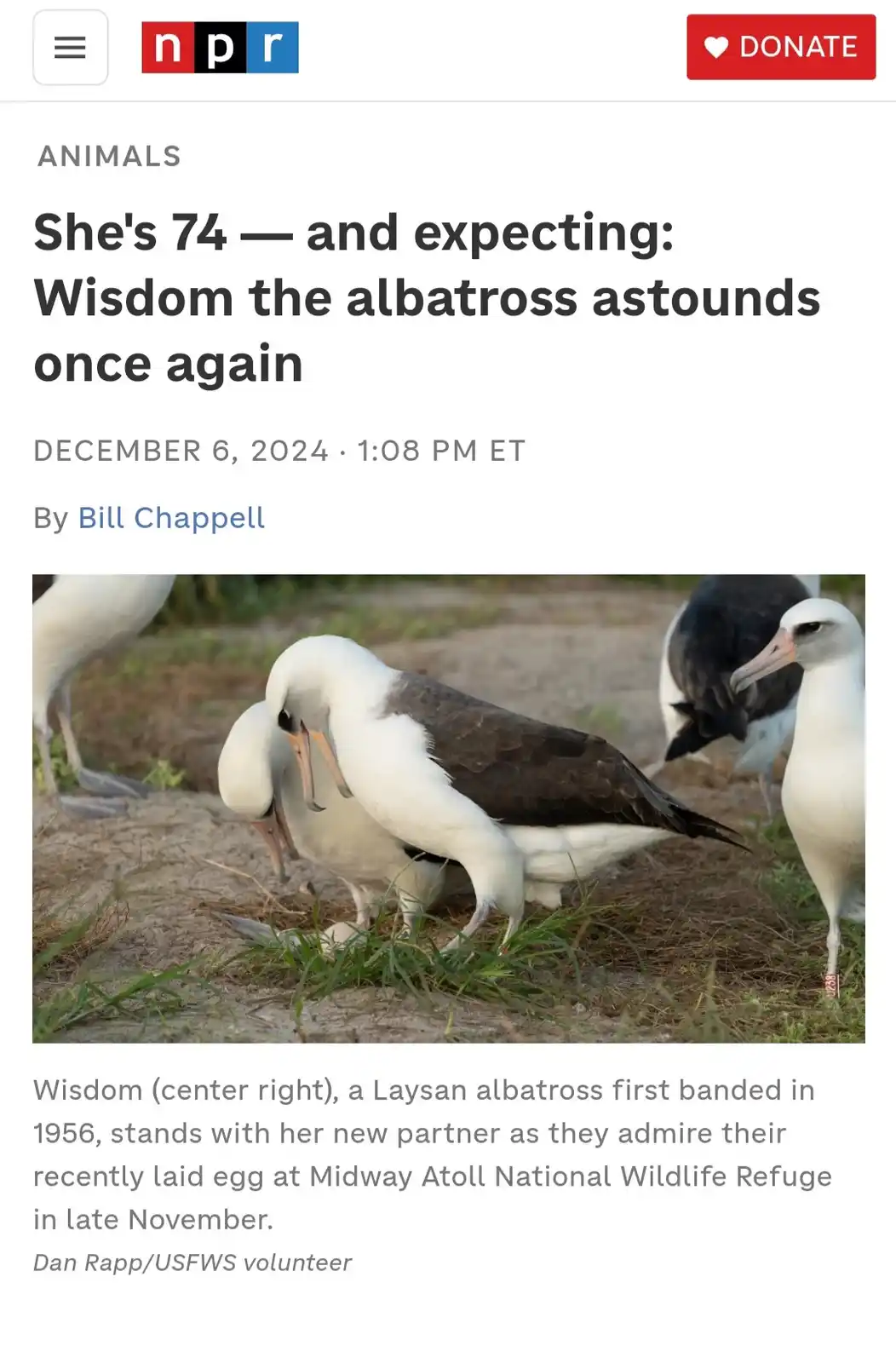 A photograph from an NPR article shows a Laysan albatross named Wisdom, aged 74, standing with her new partner over a…