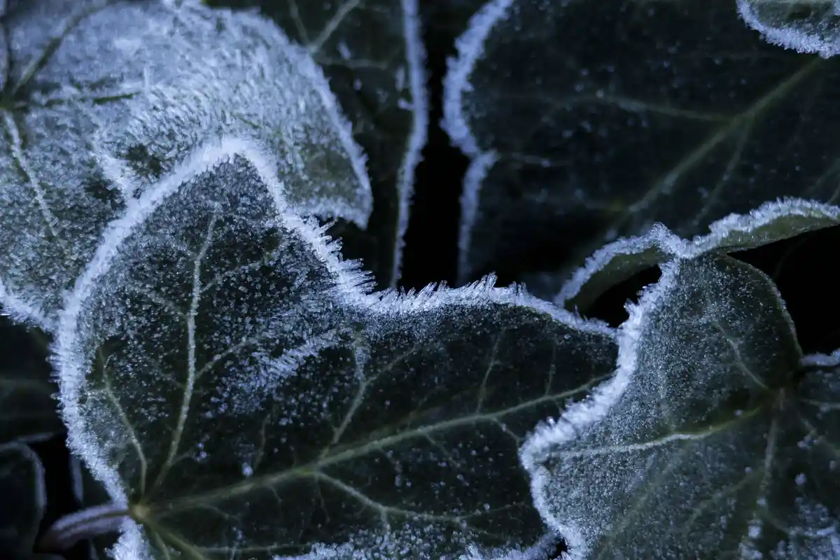 Nature's Beauty: A Frosty Morning Snapshot #7