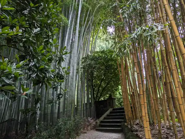 A serene path flanked by tall bamboo stalks leads to stone steps, with lush green foliage overhead. The overlaid text reads…