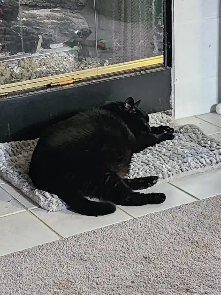A black cat is lying curled up on a fluffy gray rug in front of a fireplace, appearing relaxed and asleep. The text overlaid…