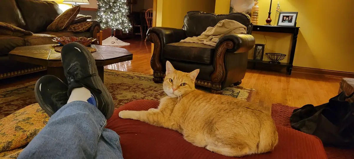 A ginger cat lies relaxed on a red cushion in a cozy living room, looking directly at the camera with a calm expression. In…