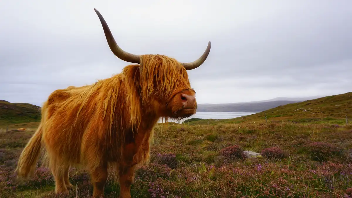Highland cattle thrive in rugged environments due to their adaptability. Originally bred in 6th-century northern Britain…