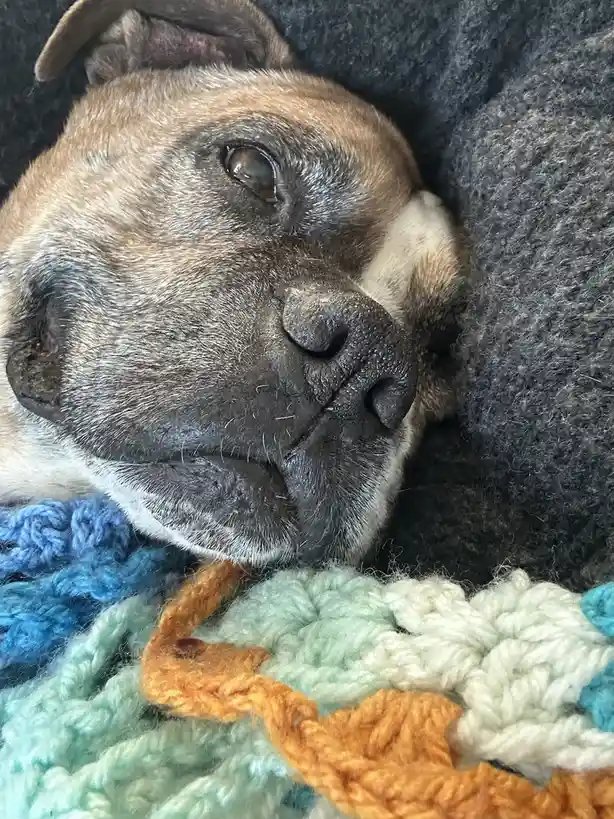 A close-up photo shows a brindle and white dog resting its head on a colorful crocheted blanket, with one eye open and a…