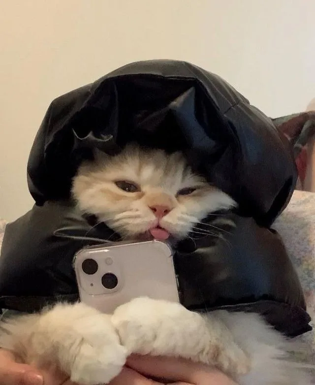 A fluffy white and cream cat with a bored expression is wearing a black puffer jacket hood pulled over its head, holding a…