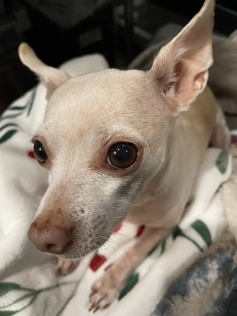 A close-up photo of a small, light-colored dog with large, expressive brown eyes looking directly at the camera, sitting on…