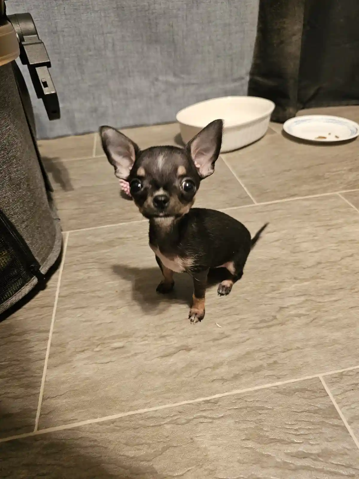 A small black chihuahua with large, expressive eyes and perky ears sits on a tiled floor, looking directly at the camera…