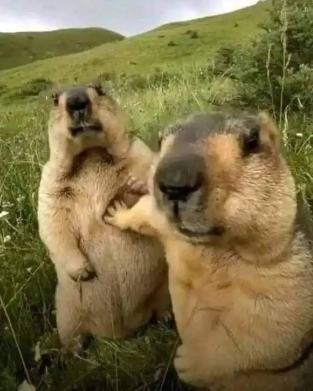 Two marmots stand upright in a grassy field, one facing the camera with its paw on the other's chest, both looking directly…