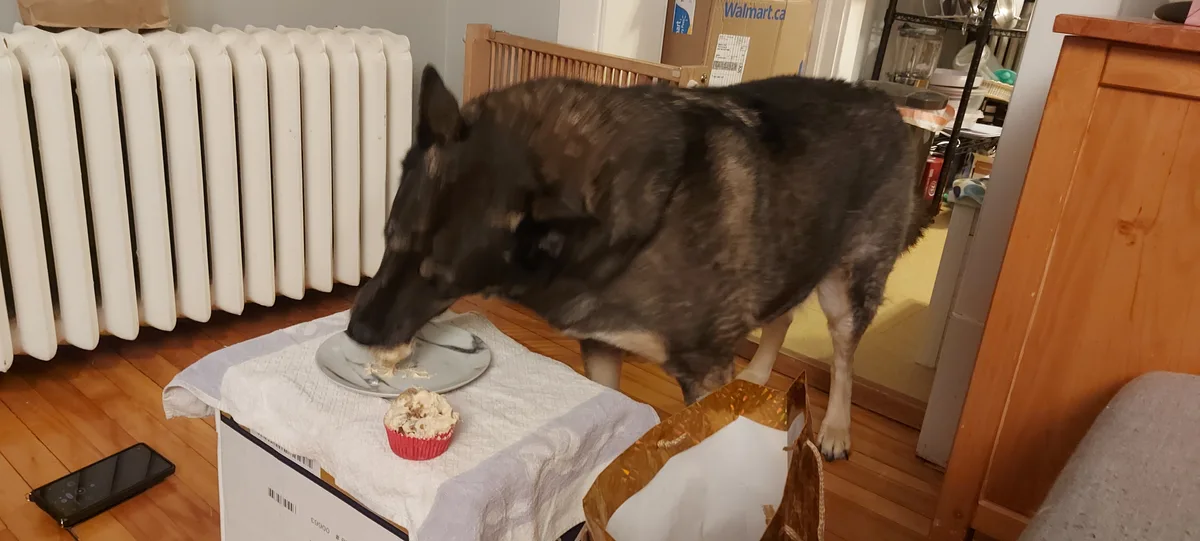A large, dark-furred dog is eating cake off a plate placed on top of a cardboard box in a home setting. A partially eaten…