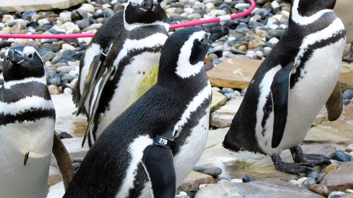 Several penguins stand on a rocky surface, one prominently in the foreground wearing a black leg band with the number 276…