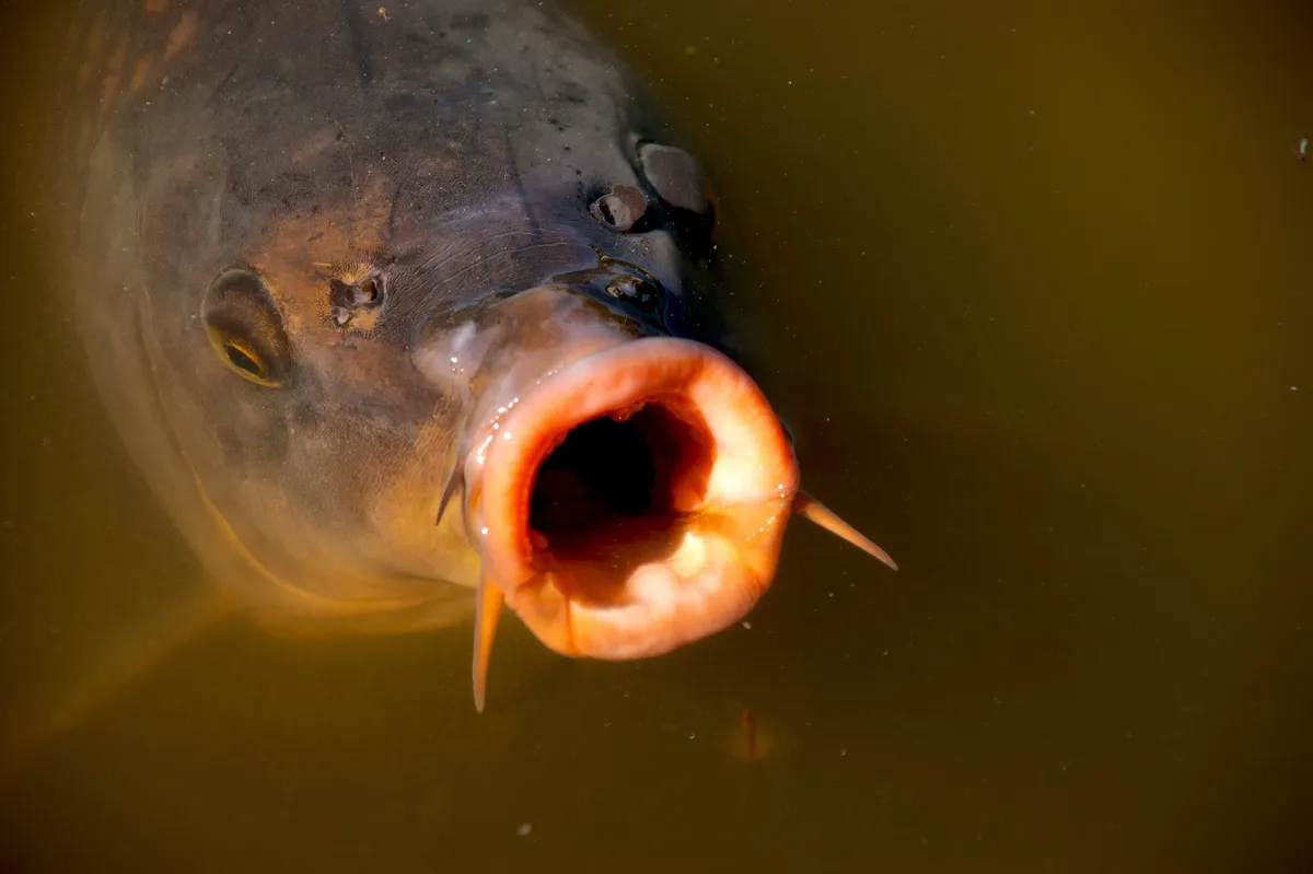 A close-up photo shows the head of a large fish, likely a carp, with its mouth wide open underwater, revealing its…