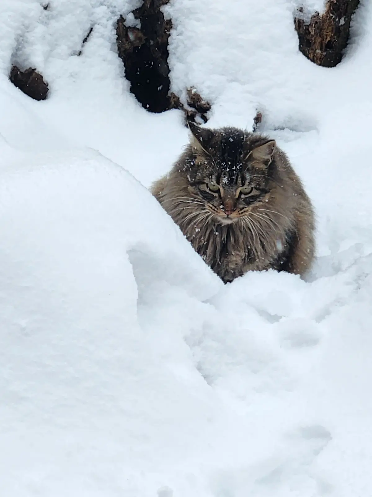 A fluffy brown tabby cat is partially buried in deep snow, peeking out with a weary expression, snowflakes resting on its…