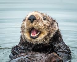 A close-up photo of a sea otter with its mouth wide open, appearing to laugh or scream, while floating in calm water. The…