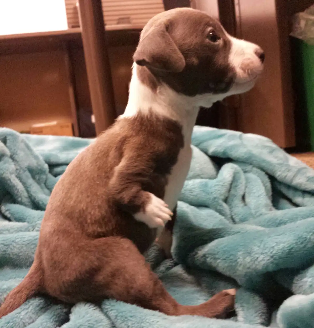 A brown and white puppy sits upright on a teal blanket, looking off to the side with a serious expression. The overlaid text…