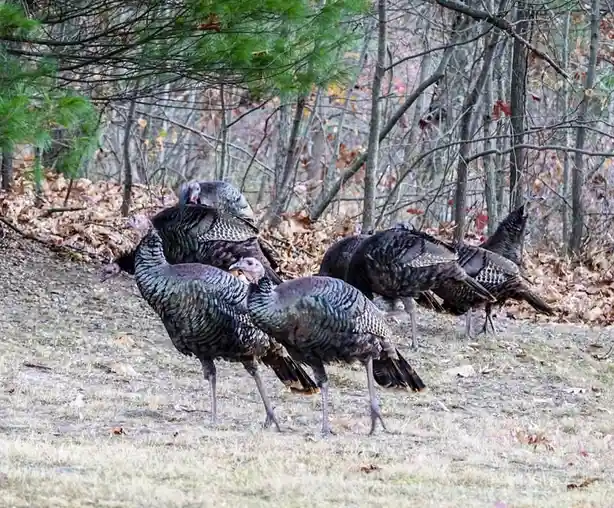 A group of wild turkeys stands in a wooded area with fallen leaves on the ground and trees in the background. The overlaid…