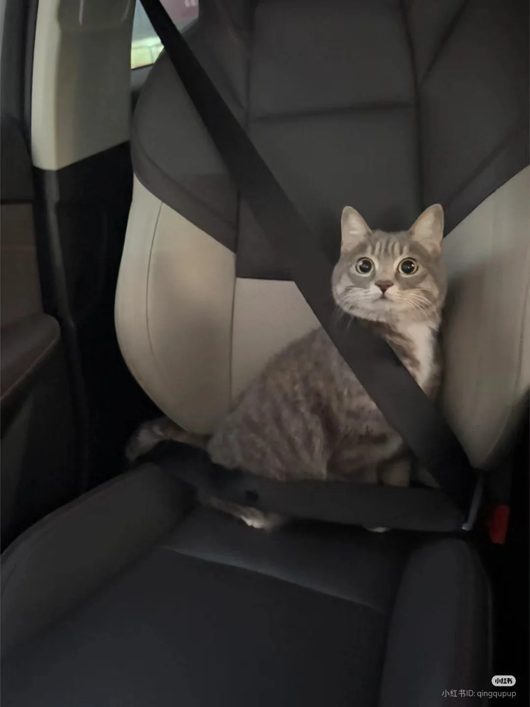 A gray tabby cat sits in a car seat, secured by a seatbelt across its chest, looking directly at the camera with wide…