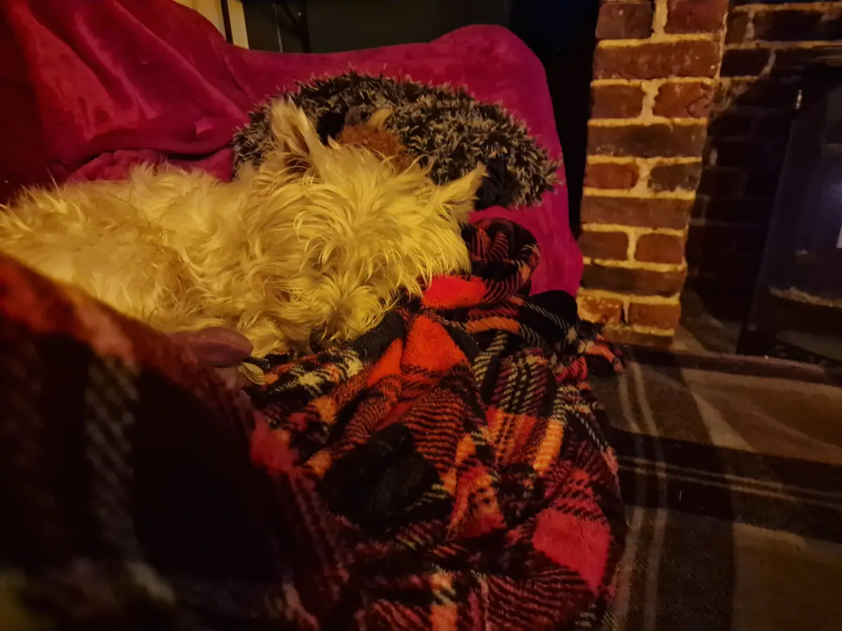 A fluffy, light-brown dog is curled up asleep in a cozy basket, nestled under a red, black, and orange plaid blanket. Behind…